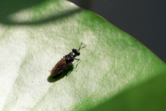 アメリカミズアブ