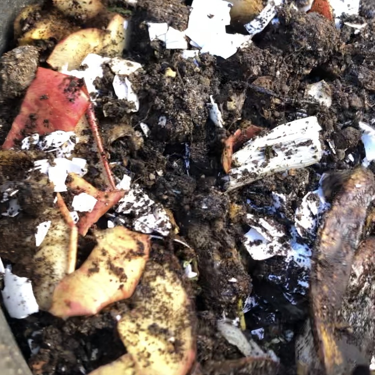 我が家のバケツコンポスト