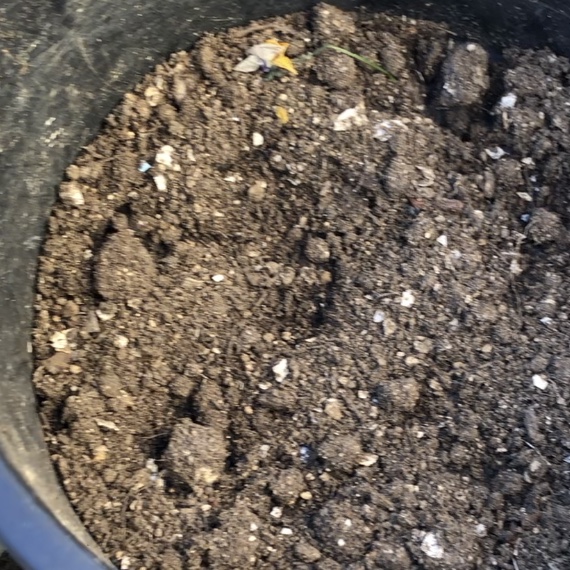 我が家のバケツコンポスト